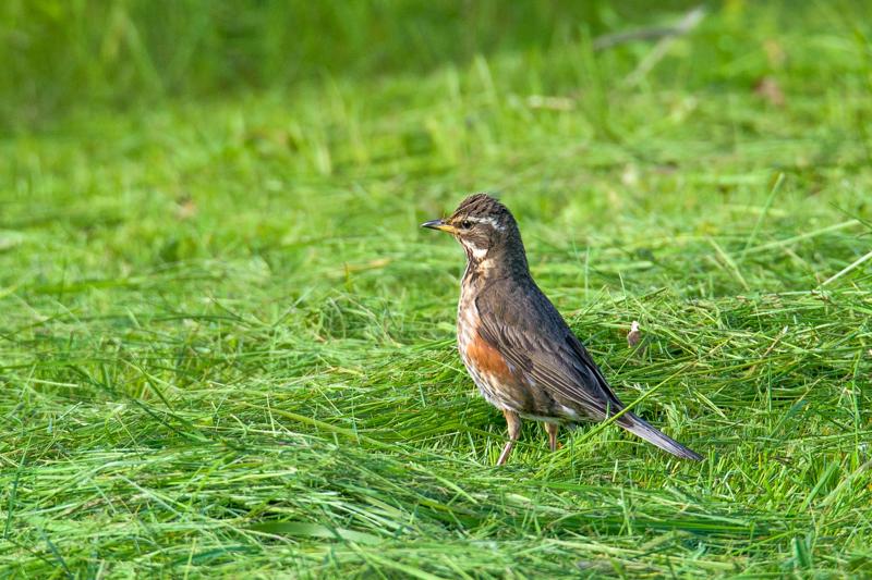  20160705-PB8_9746.JPG </br ><small> 2016-07-05 08:57</br >NIKON D800 + TAMRON SP AF 150-600mm F5-6.3 VC USD A011N<br /> 500mm 1/640s f/8 ISO 280</small>