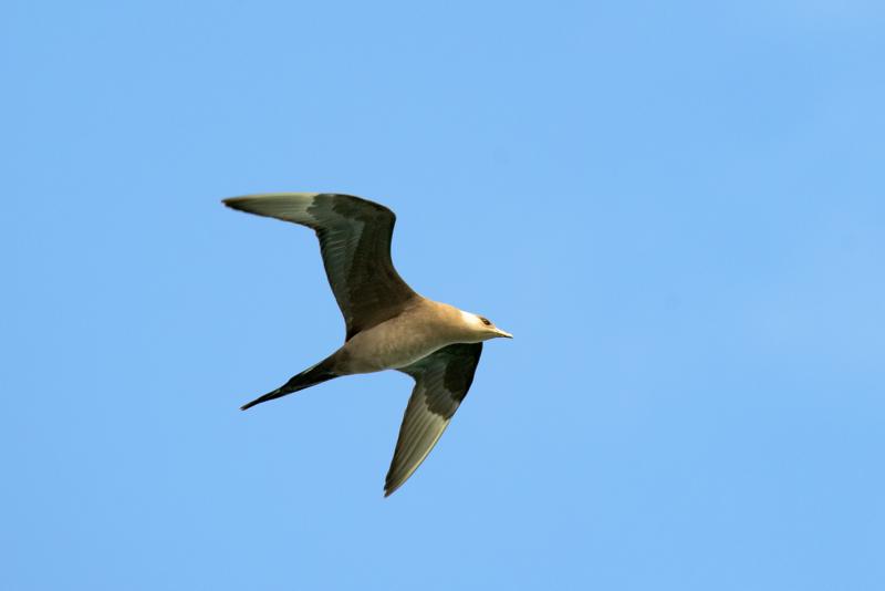  20160707-PB8_0143.JPG </br ><small> 2016-07-07 11:16</br >NIKON D800 + TAMRON SP AF 150-600mm F5-6.3 VC USD A011N<br /> 500mm 1/640s f/8 ISO 500</small>