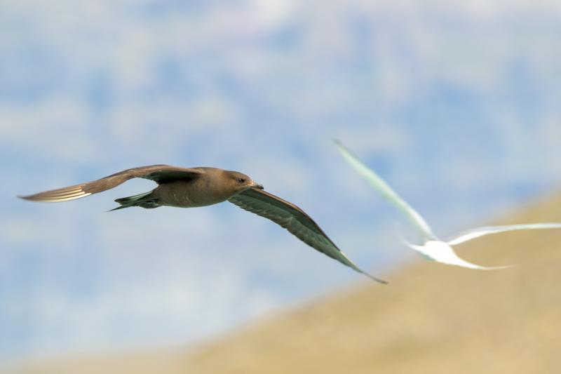  20160707-PB8_0218.JPG </br ><small> 2016-07-07 11:43</br >NIKON D800 + TAMRON SP AF 150-600mm F5-6.3 VC USD A011N<br /> 500mm 1/640s f/8 ISO 200</small>