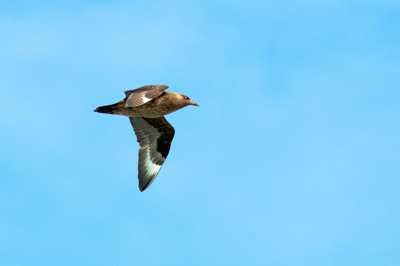  20160707-PB8_0240.JPG </br ><small> 2016-07-07 11:43</br >NIKON D800 + TAMRON SP AF 150-600mm F5-6.3 VC USD A011N<br /> 420mm 1/640s f/8 ISO 125</small>