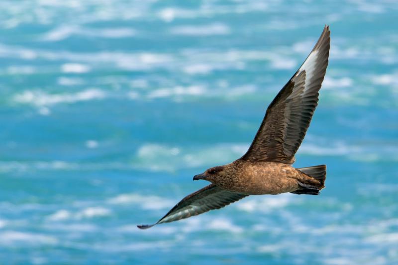  20160707-PB8_0304.JPG </br ><small> 2016-07-07 11:59</br >NIKON D800 + TAMRON SP AF 150-600mm F5-6.3 VC USD A011N<br /> 500mm 1/1000s f/8 ISO 280</small>