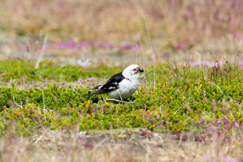  20160707-PB8_0388.JPG </br ><small> 2016-07-07 12:16</br >NIKON D800 + TAMRON SP AF 150-600mm F5-6.3 VC USD A011N<br /> 500mm 1/640s f/8 ISO 280</small>