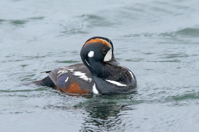  20160701-PB8_8440.JPG </br ><small> 2016-07-01 11:47</br >NIKON D800 + TAMRON SP AF 150-600mm F5-6.3 VC USD A011N<br /> 500mm 1/640s f/8 ISO 3200</small>