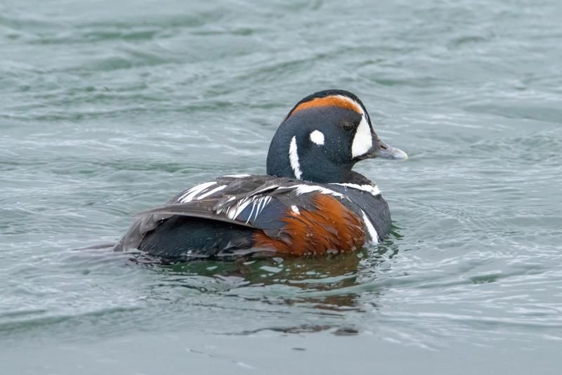  20160701-PB8_8449.JPG </br ><small> 2016-07-01 11:47</br >NIKON D800 + TAMRON SP AF 150-600mm F5-6.3 VC USD A011N<br /> 500mm 1/640s f/8 ISO 4000</small>