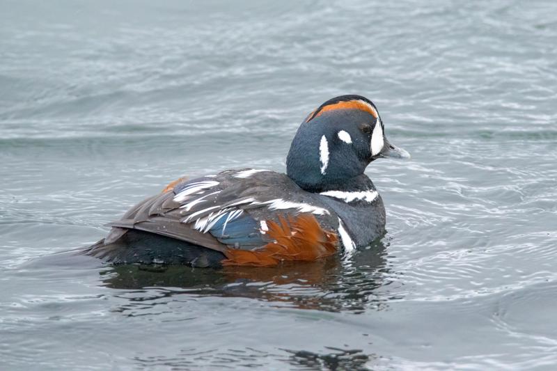  20160701-PB8_8467.JPG </br ><small> 2016-07-01 11:48</br >NIKON D800 + TAMRON SP AF 150-600mm F5-6.3 VC USD A011N<br /> 500mm 1/640s f/8 ISO 4500</small>