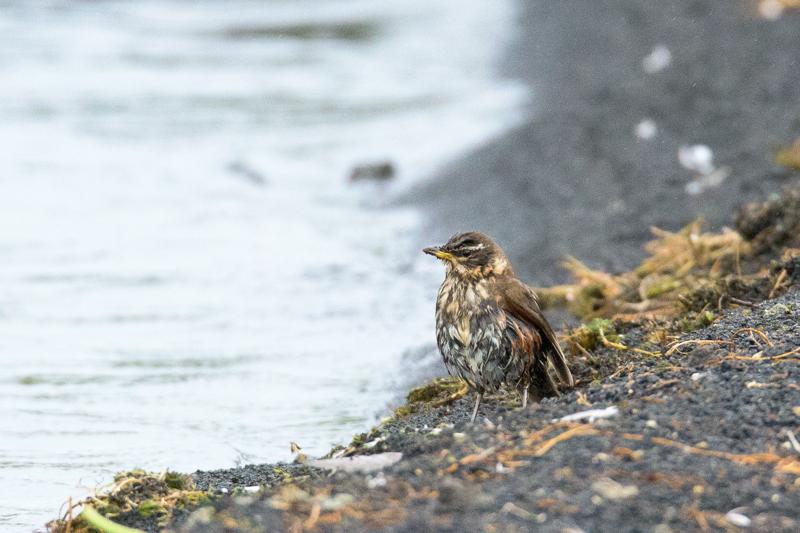  20160701-PB8_8569.jpg </br ><small></small>