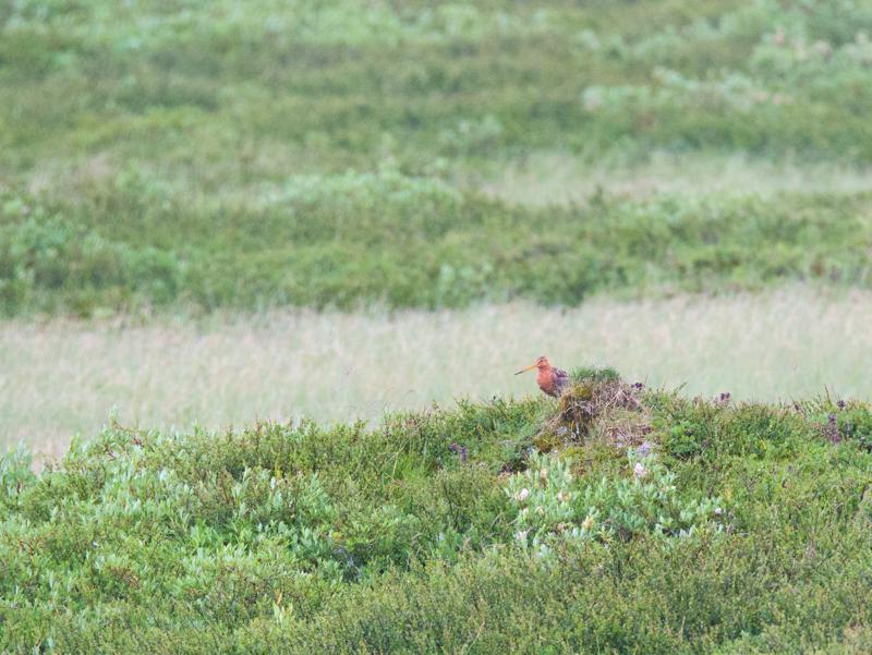  20160701-PB8_8600.JPG </br ><small> 2016-07-01 12:39</br >NIKON D800 + TAMRON SP AF 150-600mm F5-6.3 VC USD A011N<br /> 500mm 1/640s f/8 ISO 3200</small>