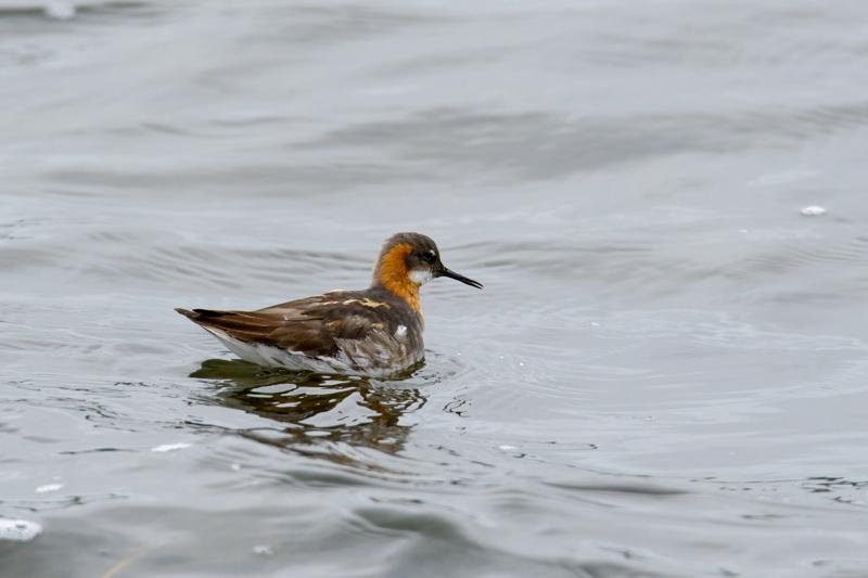  20160702-PB8_8908.JPG </br ><small> 2016-07-02 18:02</br >NIKON D800 + TAMRON SP AF 150-600mm F5-6.3 VC USD A011N<br /> 500mm 1/640s f/8 ISO 640</small>