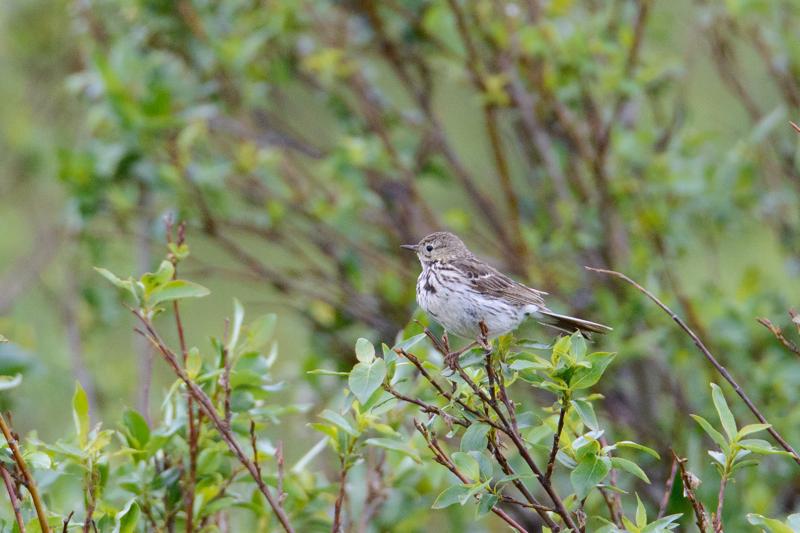  20160702-PB8_8911.JPG </br ><small> 2016-07-02 18:03</br >NIKON D800 + TAMRON SP AF 150-600mm F5-6.3 VC USD A011N<br /> 500mm 1/640s f/8 ISO 1800</small>