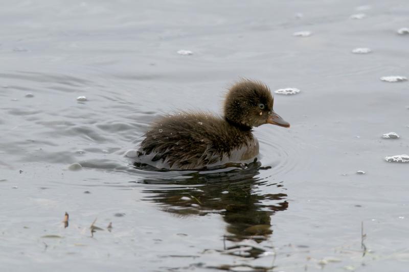  20160702-PB8_8923.JPG </br ><small> 2016-07-02 18:07</br >NIKON D800 + TAMRON SP AF 150-600mm F5-6.3 VC USD A011N<br /> 460mm 1/640s f/8 ISO 720</small>