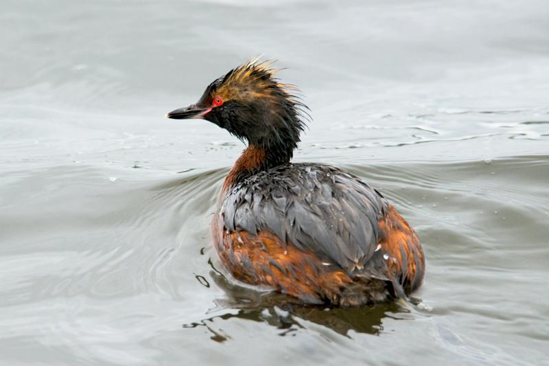  20160702-PB8_8978.JPG </br ><small> 2016-07-02 18:15</br >NIKON D800 + TAMRON SP AF 150-600mm F5-6.3 VC USD A011N<br /> 500mm 1/640s f/8 ISO 1250</small>