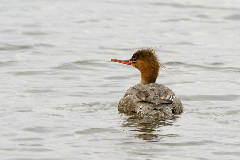  20160702-PB8_9098.JPG </br ><small> 2016-07-02 19:27</br >NIKON D800 + TAMRON SP AF 150-600mm F5-6.3 VC USD A011N<br /> 460mm 1/640s f/8 ISO 450</small>