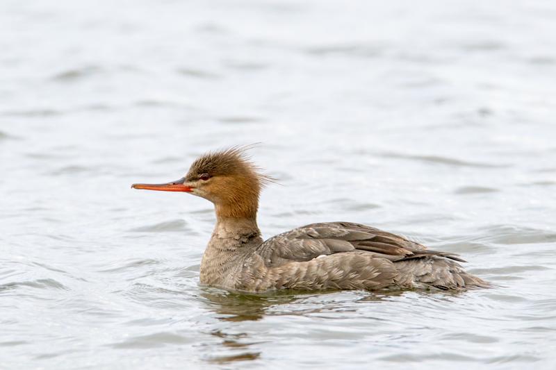  20160702-PB8_9113.JPG </br ><small> 2016-07-02 19:28</br >NIKON D800 + TAMRON SP AF 150-600mm F5-6.3 VC USD A011N<br /> 460mm 1/640s f/8 ISO 400</small>