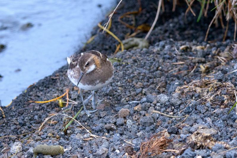  20160702-PB8_9157.JPG </br ><small> 2016-07-02 19:37</br >NIKON D800 + TAMRON SP AF 150-600mm F5-6.3 VC USD A011N<br /> 260mm 1/640s f/8 ISO 2200</small>