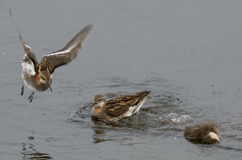  20160702-PB8_9178.jpg </br ><small></small>