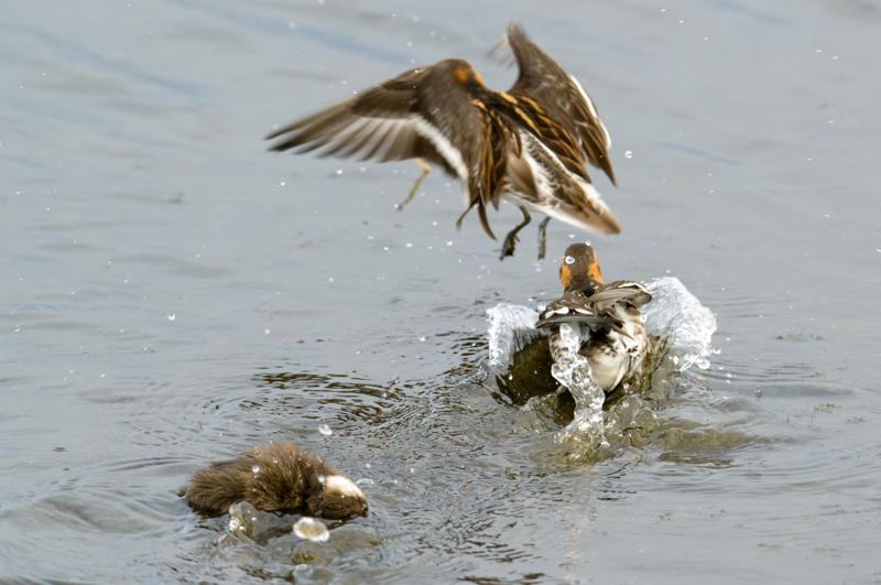  20160702-PB8_9180.JPG </br ><small> 2016-07-02 19:38</br >NIKON D800 + TAMRON SP AF 150-600mm F5-6.3 VC USD A011N<br /> 350mm 1/640s f/8 ISO 1250</small>