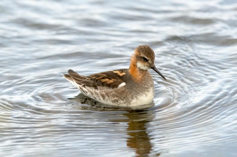  20160702-PB8_9196.JPG </br ><small> 2016-07-02 19:39</br >NIKON D800 + TAMRON SP AF 150-600mm F5-6.3 VC USD A011N<br /> 350mm 1/640s f/8 ISO 640</small>