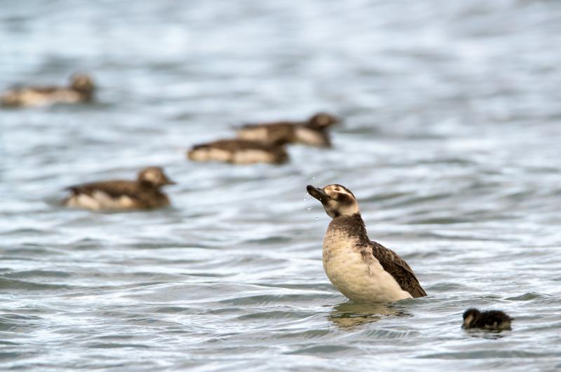  20160702-PB8_9256.JPG </br ><small> 2016-07-02 19:41</br >NIKON D800 + TAMRON SP AF 150-600mm F5-6.3 VC USD A011N<br /> 500mm 1/640s f/8 ISO 400</small>