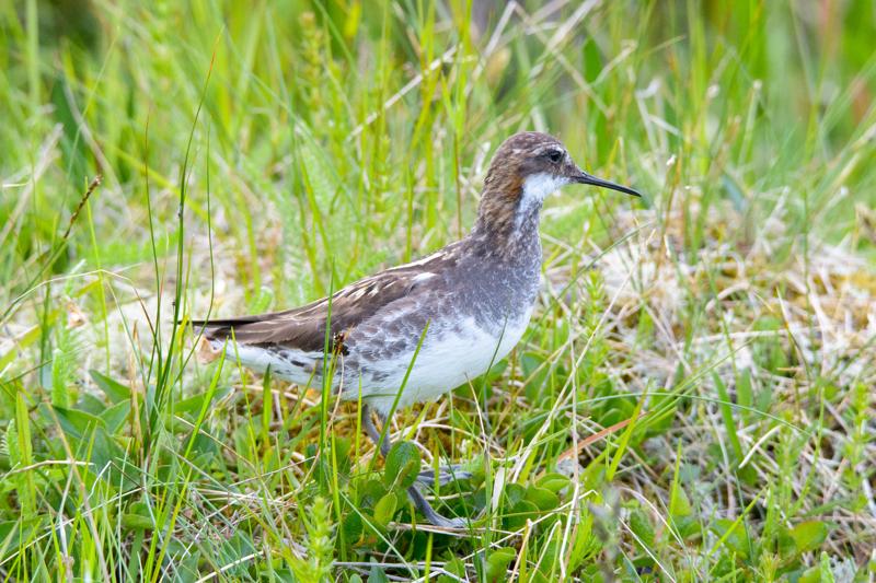  20160702-PB8_9293.JPG </br ><small> 2016-07-02 19:43</br >NIKON D800 + TAMRON SP AF 150-600mm F5-6.3 VC USD A011N<br /> 420mm 1/640s f/8 ISO 1800</small>