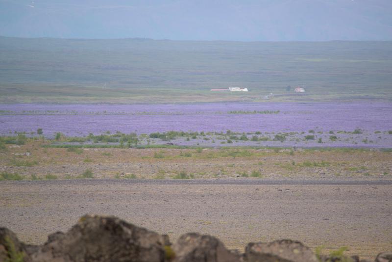  20160703-PB8_9360.JPG </br ><small> 2016-07-03 13:59</br >NIKON D800 + TAMRON SP AF 150-600mm F5-6.3 VC USD A011N<br /> 600mm 1/320s f/7.1 ISO 180</small>