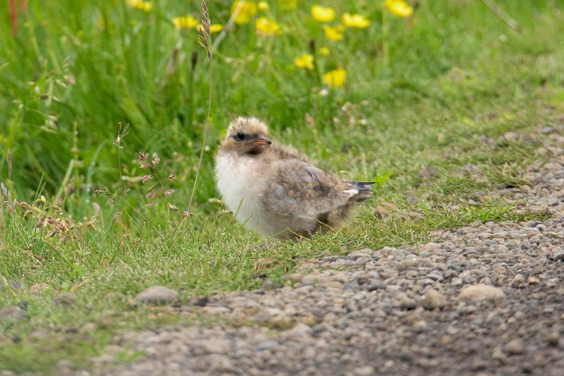  20160704-PB8_9423.jpg </br ><small></small>