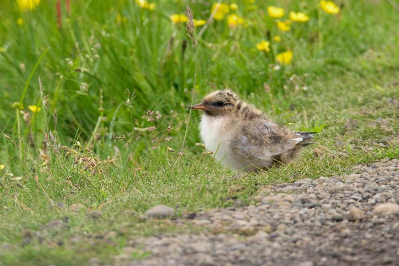  20160704-PB8_9424.JPG </br ><small> 2016-07-04 11:24</br >NIKON D800 + TAMRON SP AF 150-600mm F5-6.3 VC USD A011N<br /> 420mm 1/640s f/8 ISO 720</small>