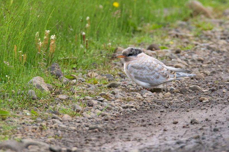  20160704-PB8_9433.JPG </br ><small> 2016-07-04 11:27</br >NIKON D800 + TAMRON SP AF 150-600mm F5-6.3 VC USD A011N<br /> 450mm 1/640s f/8 ISO 1000</small>