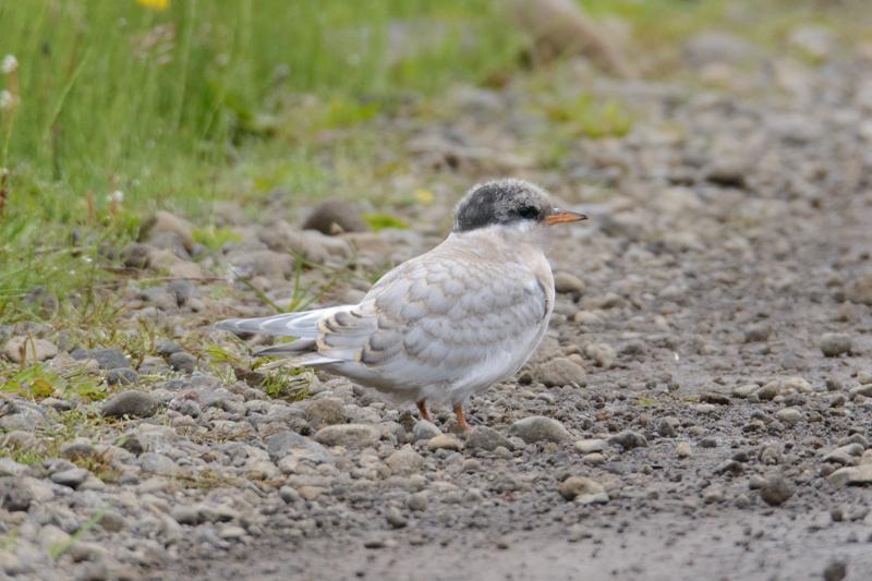  20160704-PB8_9438.jpg </br ><small></small>