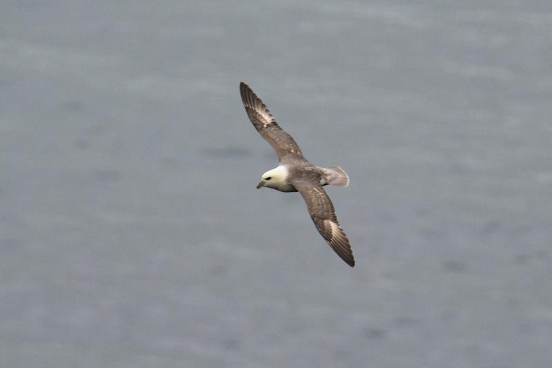  20160704-PB8_9465.JPG </br ><small> 2016-07-04 13:32</br >NIKON D800 + TAMRON SP AF 150-600mm F5-6.3 VC USD A011N<br /> 500mm 1/640s f/8 ISO 720</small>