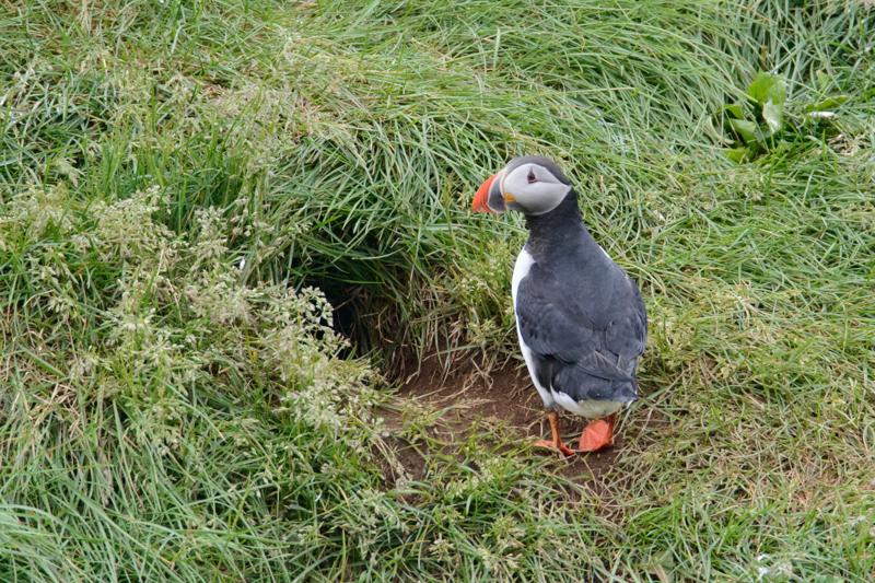  20160704-PB8_9498.JPG </br ><small> 2016-07-04 14:18</br >NIKON D800 + TAMRON SP AF 150-600mm F5-6.3 VC USD A011N<br /> 600mm 1/500s f/9 ISO 2800</small>