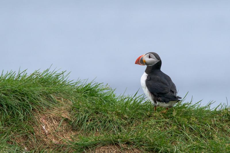  20160704-PB8_9551.JPG </br ><small> 2016-07-04 14:43</br >NIKON D800 + TAMRON SP AF 150-600mm F5-6.3 VC USD A011N<br /> 600mm 1/500s f/8 ISO 900</small>