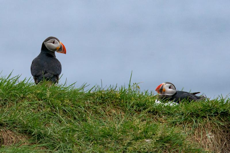  20160704-PB8_9553.JPG </br ><small> 2016-07-04 14:43</br >NIKON D800 + TAMRON SP AF 150-600mm F5-6.3 VC USD A011N<br /> 600mm 1/500s f/9 ISO 1100</small>