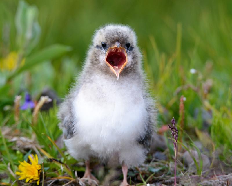  20160704-PB8_9714.JPG </br ><small> 2016-07-04 19:12</br >NIKON D800 + TAMRON SP AF 150-600mm F5-6.3 VC USD A011N<br /> 450mm 1/640s f/8 ISO 640</small>