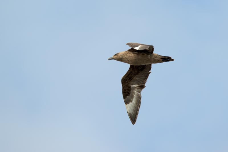  20160707-PB8_0167.JPG </br ><small> 2016-07-07 11:17</br >NIKON D800 + TAMRON SP AF 150-600mm F5-6.3 VC USD A011N<br /> 500mm 1/640s f/8 ISO 250</small>