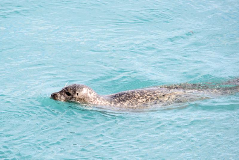  20160707-PB8_0178.JPG </br ><small> 2016-07-07 11:26</br >NIKON D800 + TAMRON SP AF 150-600mm F5-6.3 VC USD A011N<br /> 550mm 1/640s f/8 ISO 500</small>