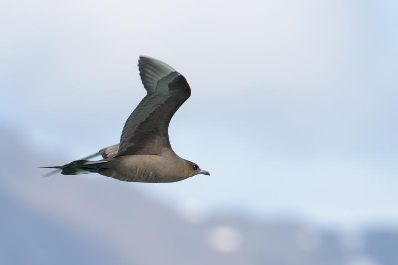  20160707-PB8_0213.JPG </br ><small> 2016-07-07 11:42</br >NIKON D800 + TAMRON SP AF 150-600mm F5-6.3 VC USD A011N<br /> 500mm 1/640s f/8 ISO 140</small>