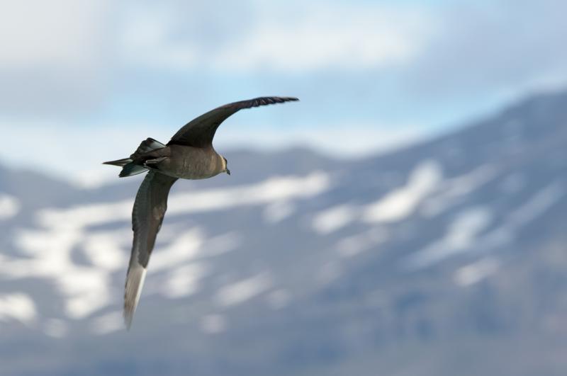  20160707-PB8_0269.JPG </br ><small> 2016-07-07 11:45</br >NIKON D800 + TAMRON SP AF 150-600mm F5-6.3 VC USD A011N<br /> 360mm 1/640s f/8 ISO 125</small>