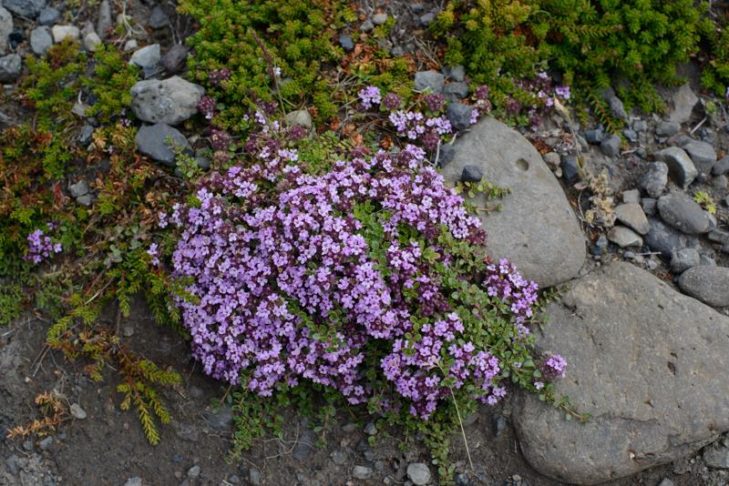  20160708-PB8_0496.JPG </br ><small> 2016-07-08 10:56</br >NIKON D800 + 50.0 mm f/1.4<br /> 50mm 1/160s f/8 ISO 110</small>