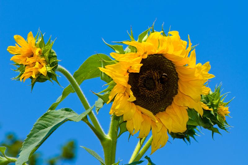  D3C_1900.jpg </br ><small> 2008-07-02 13:12</br >NIKON D300 105mm 1/250s f/9 ISO 200</small>