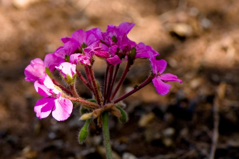  D3C_1905.jpg </br ><small> 2008-07-02 13:15</br >NIKON D300 105mm 1/160s f/9 ISO 200</small>