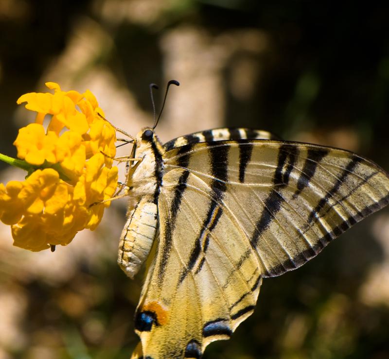  D3C_1919.jpg </br ><small> 2008-07-02 13:21</br >NIKON D300 105mm 1/500s f/8 ISO 200</small>