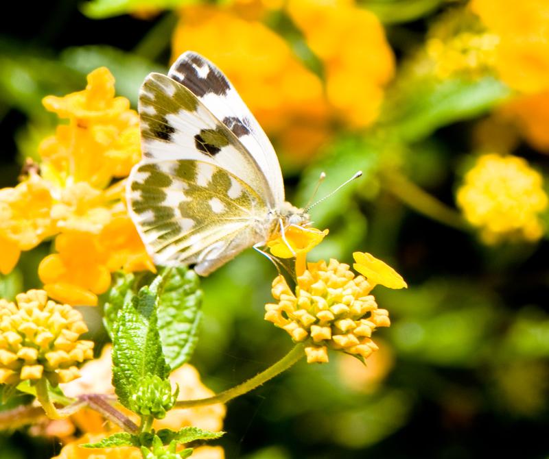  D3C_1922.jpg </br ><small> 2008-07-02 13:22</br >NIKON D300 105mm 1/250s f/8 ISO 200</small>