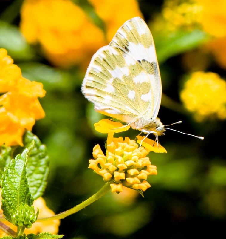  D3C_1923.jpg </br ><small> 2008-07-02 13:22</br >NIKON D300 105mm 1/320s f/8 ISO 200</small>