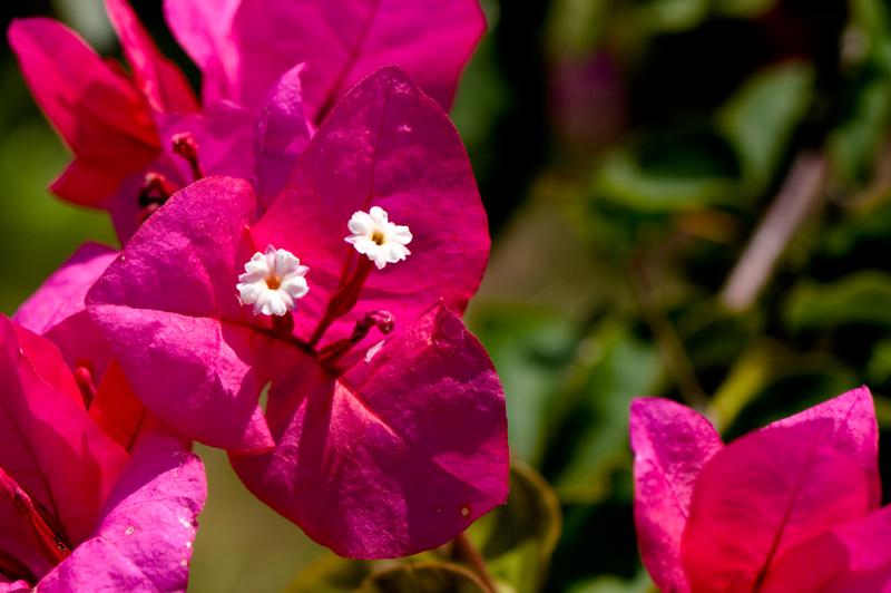  D3C_1928.jpg </br ><small> 2008-07-02 13:25</br >NIKON D300 105mm 1/640s f/8 ISO 200</small>