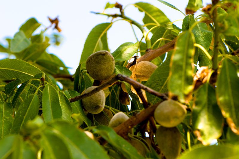  D3C_1938.jpg </br ><small> 2008-07-02 13:35</br >NIKON D300 105mm 1/160s f/8 ISO 200</small>