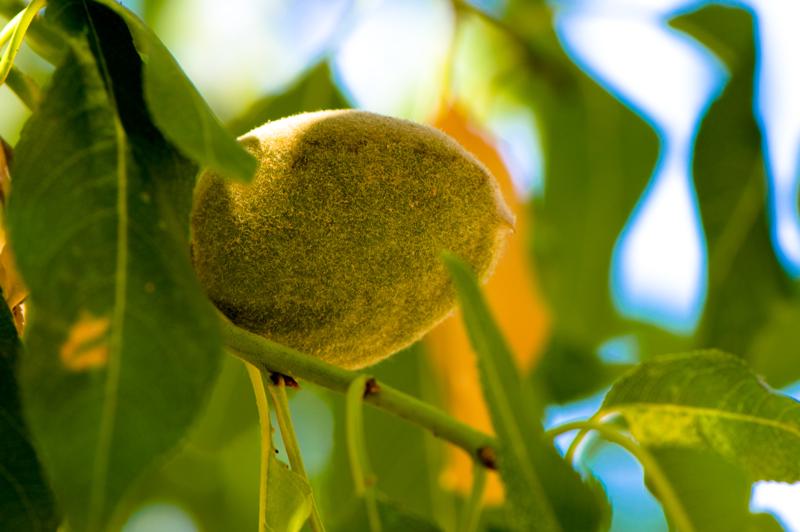  D3C_1942.jpg </br ><small> 2008-07-02 13:37</br >NIKON D300 105mm 1/100s f/8 ISO 200</small>