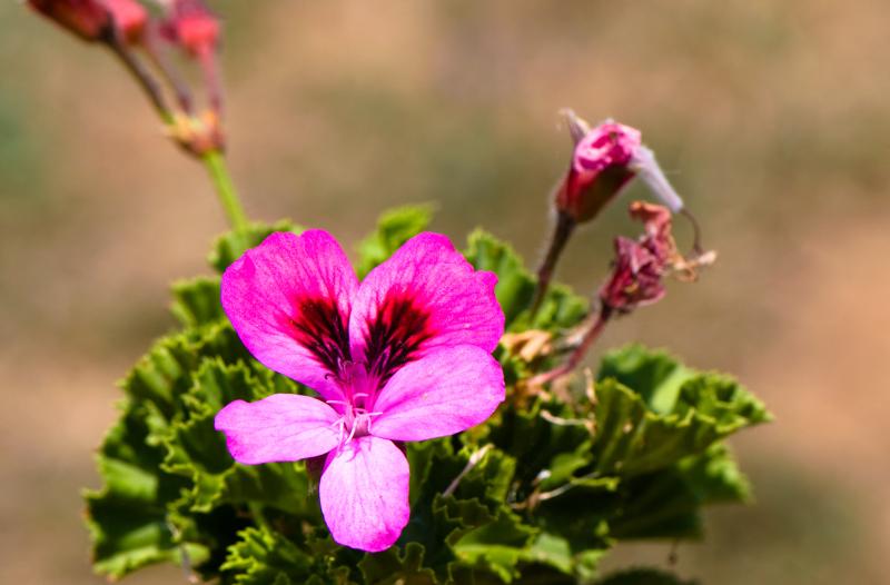  D3C_1954.jpg </br ><small> 2008-07-02 13:48</br >NIKON D300 105mm 1/500s f/8 ISO 200</small>