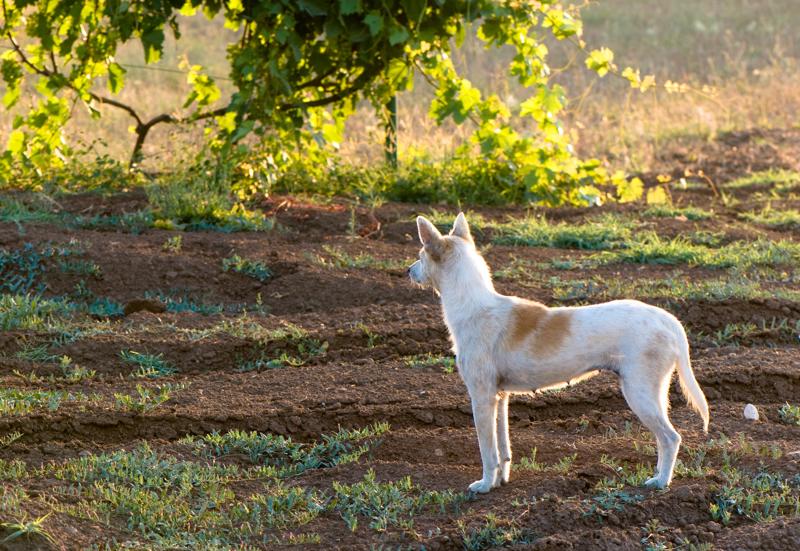  D3C_2122.jpg </br ><small> 2008-07-03 19:49</br >NIKON D300 105mm 1/100s f/5.6 ISO 200</small>