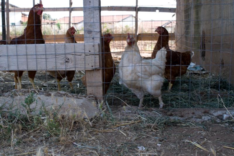  D3C_2272.jpg </br ><small> 2008-07-04 18:09</br >NIKON D300 35mm 1/80s f/8 ISO 200</small>