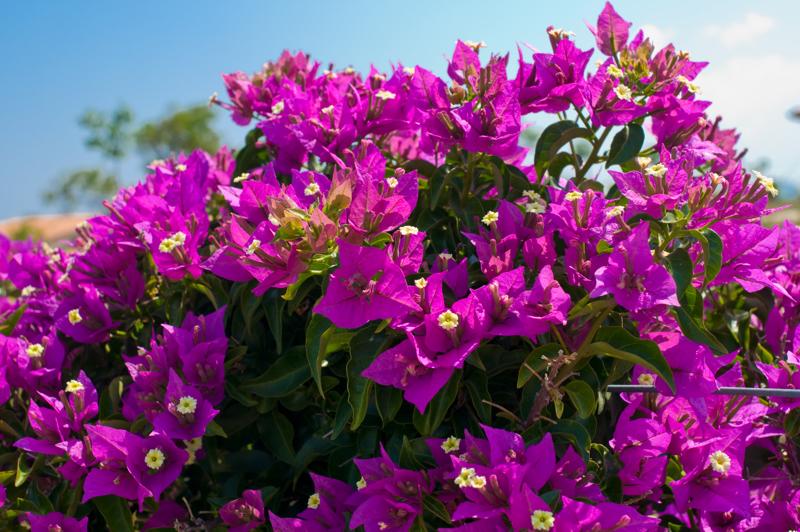  D3C_1698.jpg </br ><small> 2008-06-29 11:01</br >NIKON D300 35mm 1/125s f/8 ISO 100</small>